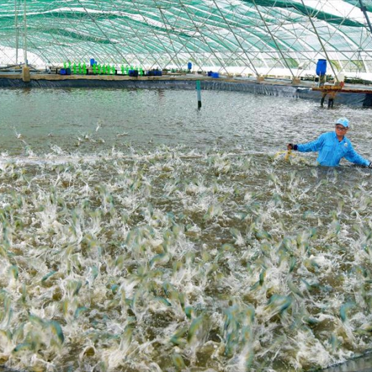 NUÔI TRỒNG THỦY SẢN/ AQUACULTURE